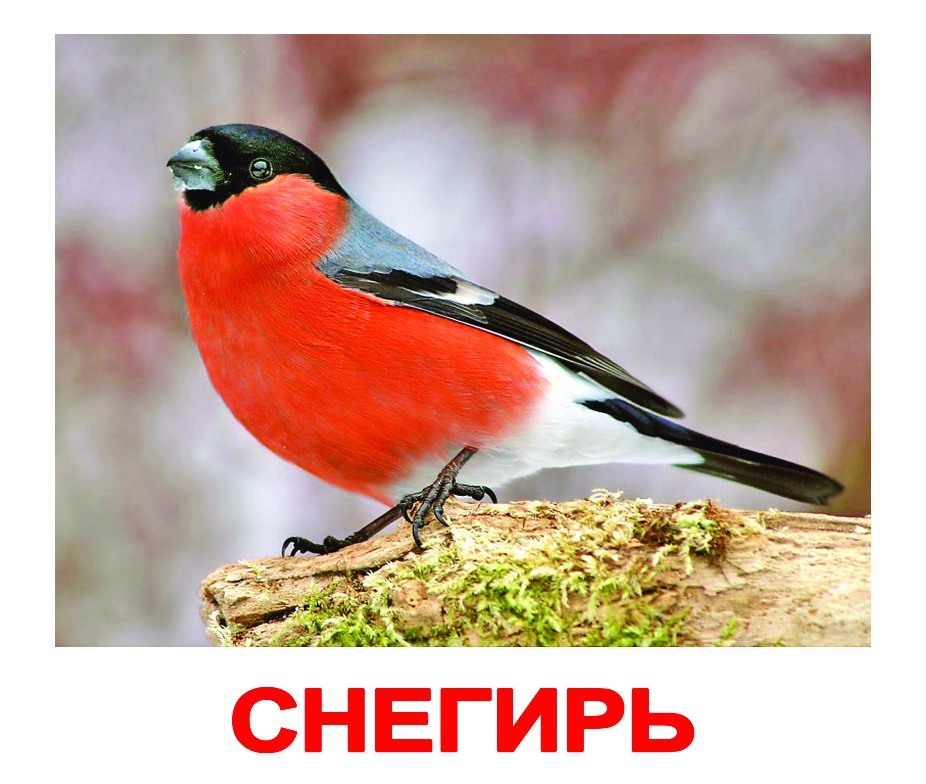 ���� �� 24.11 ���� �������. ��*�������� � ������� - �������� ������� �� �������� ����� ������. ��������, �����-�����, �������������� ��������