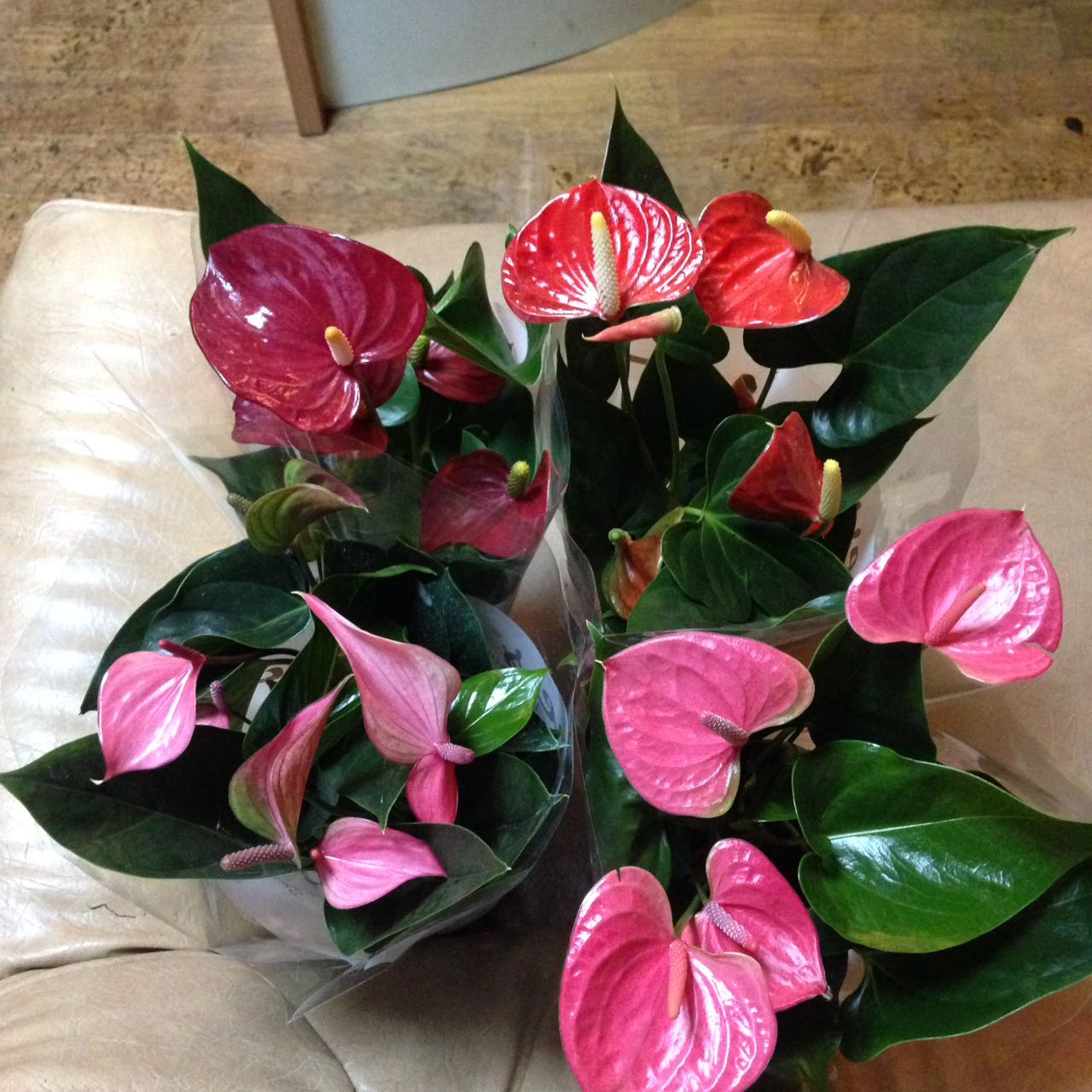 �������� ���� - 650 ���.