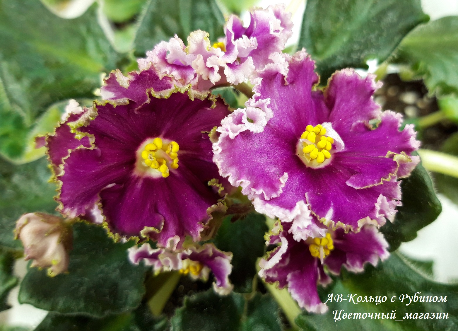 ����� ���� ������� �� ����������� ������ � ��������������