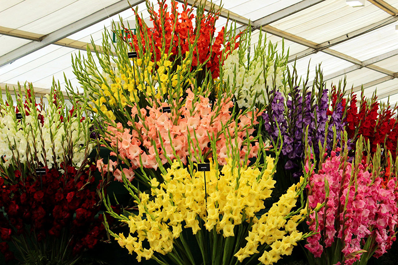 ���� �������.������������� ����������. ��������� �� 2020�