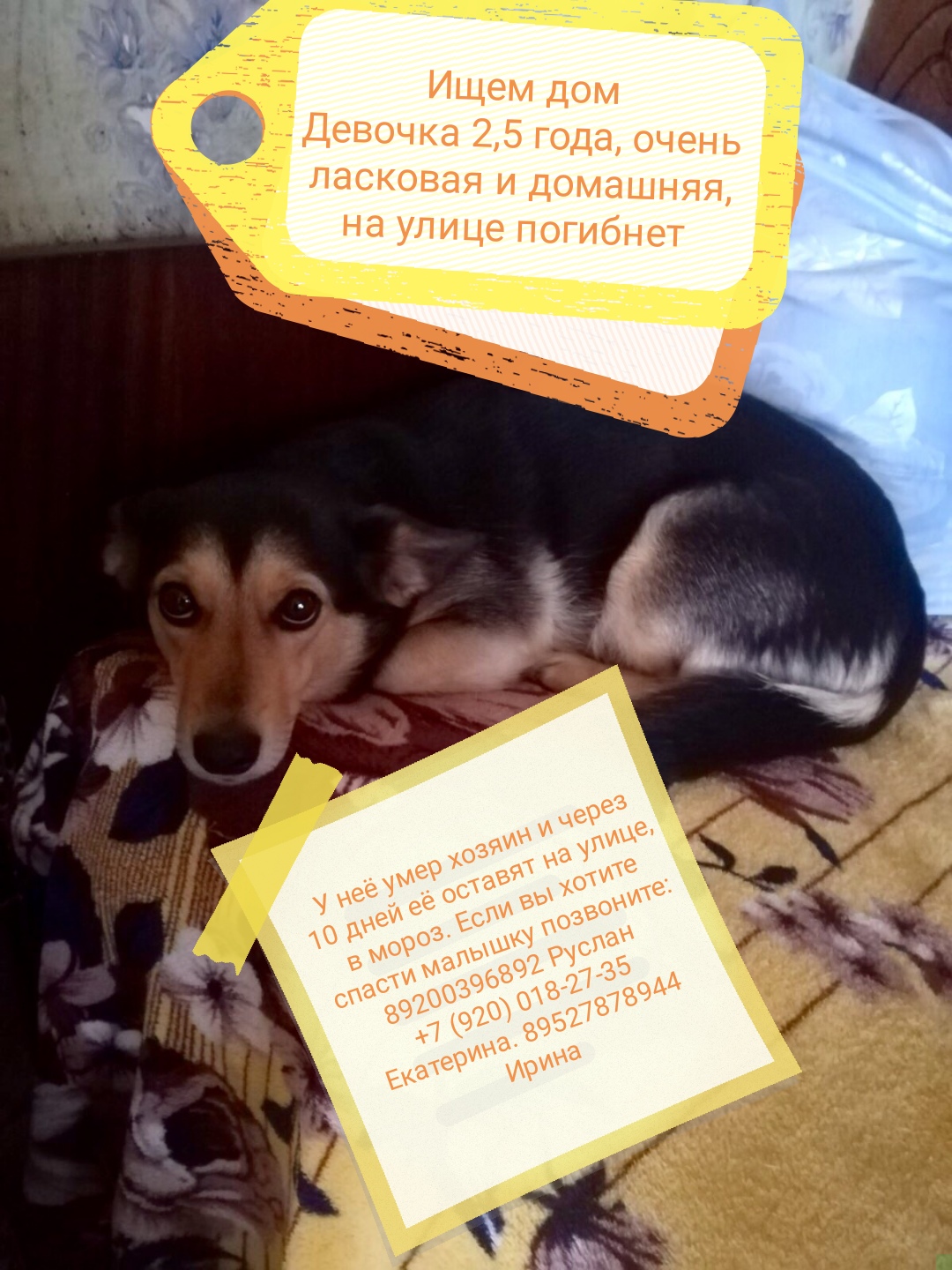 ������� ���� ���, ������� �������