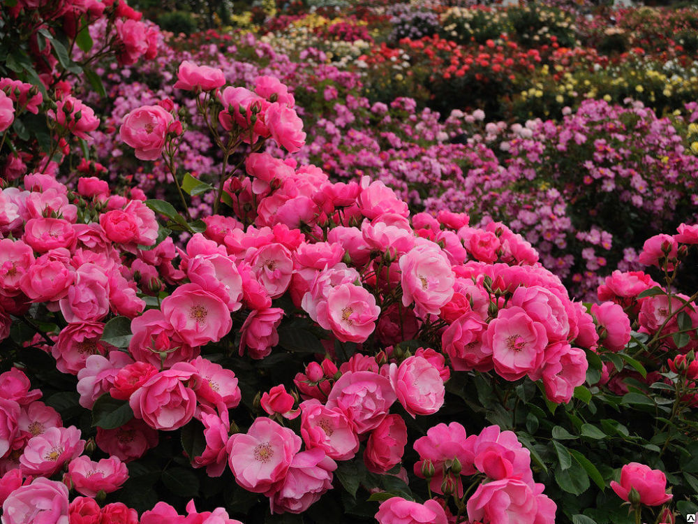 ������� �� ����� 5 ���� ��������� (��������, ������) ����� 5. ��������� �� ����� 2020�