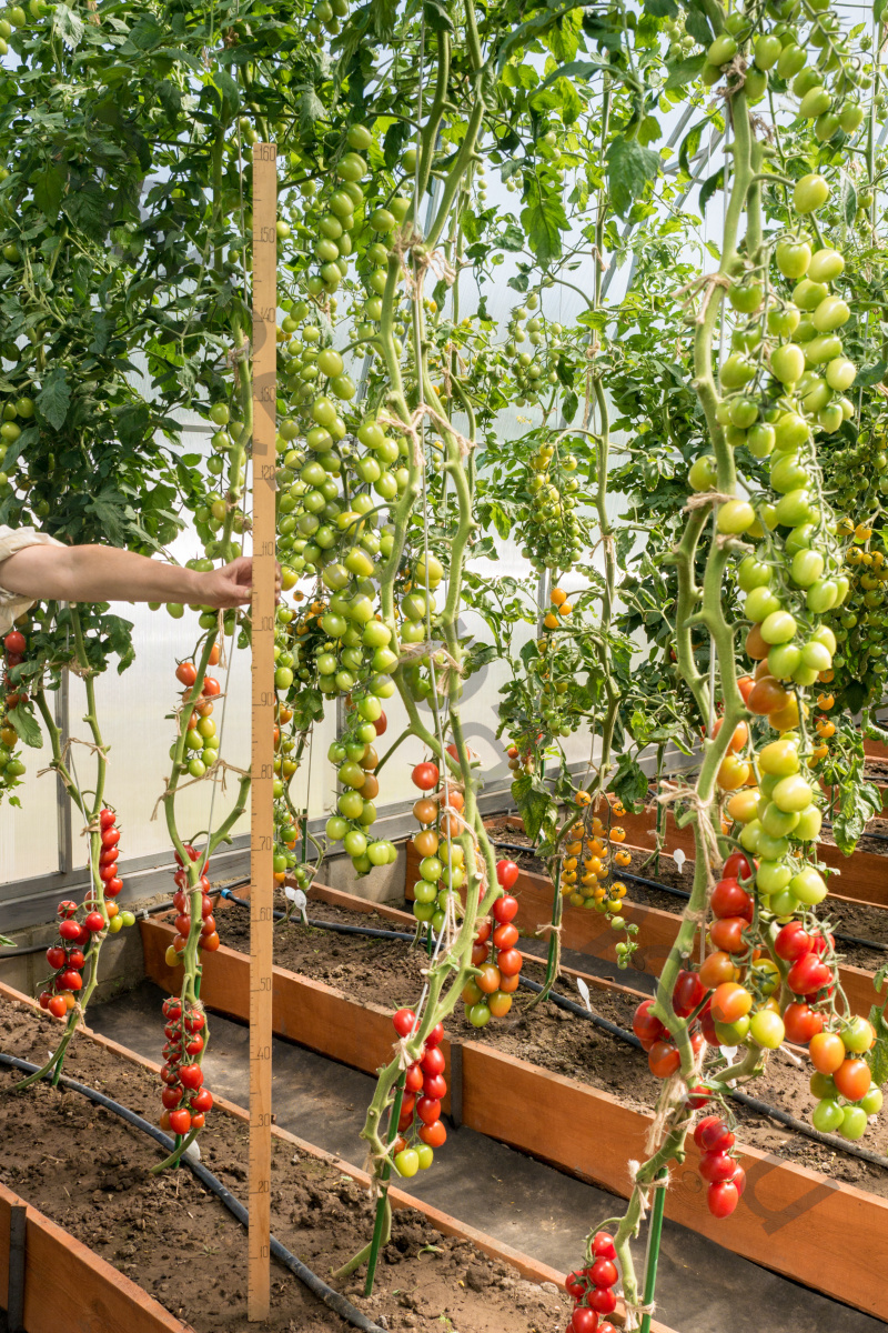 ���������� ������ � �������� ��������� "����γ�"