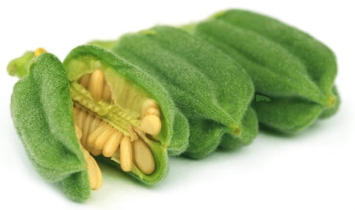 ��� �������� �y����