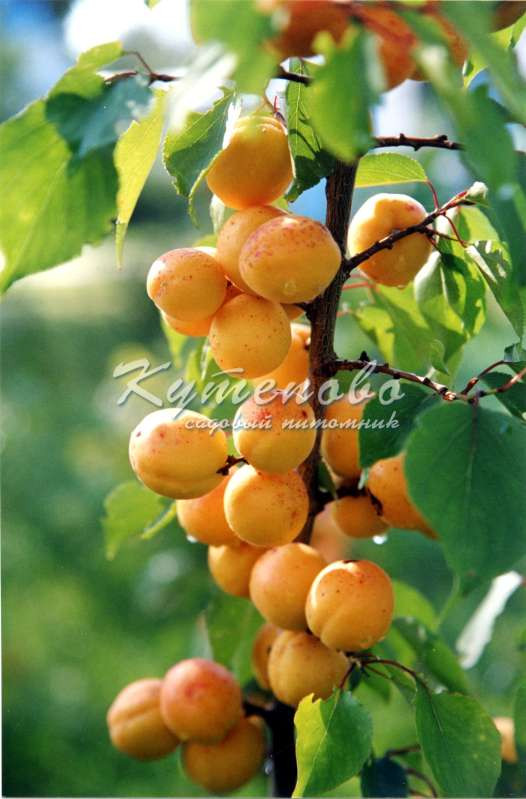 	���� �� 26 .01. ������� �������� ��**��**��**��. ����� 2020�. �������� �������� 2-�, 3-� ����� . ������� ��������,���������. ���. �20