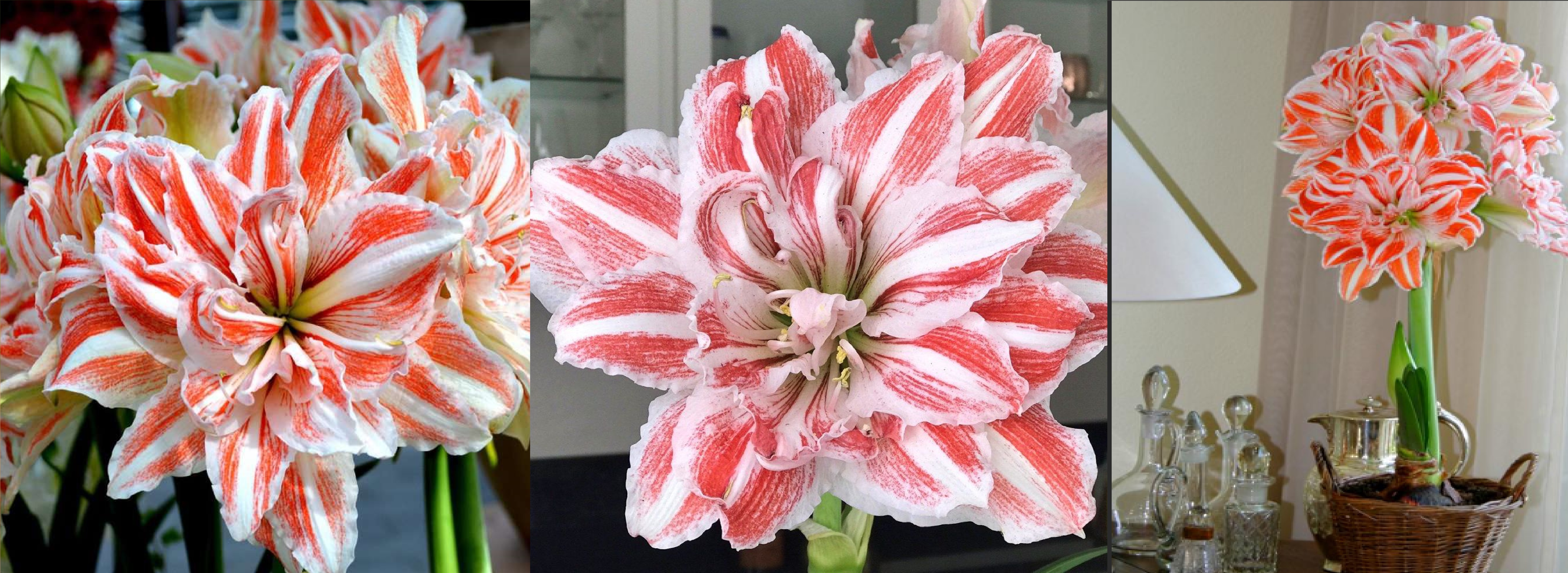 ��������� ��������� ��������! ������ 2 ���� � ���!