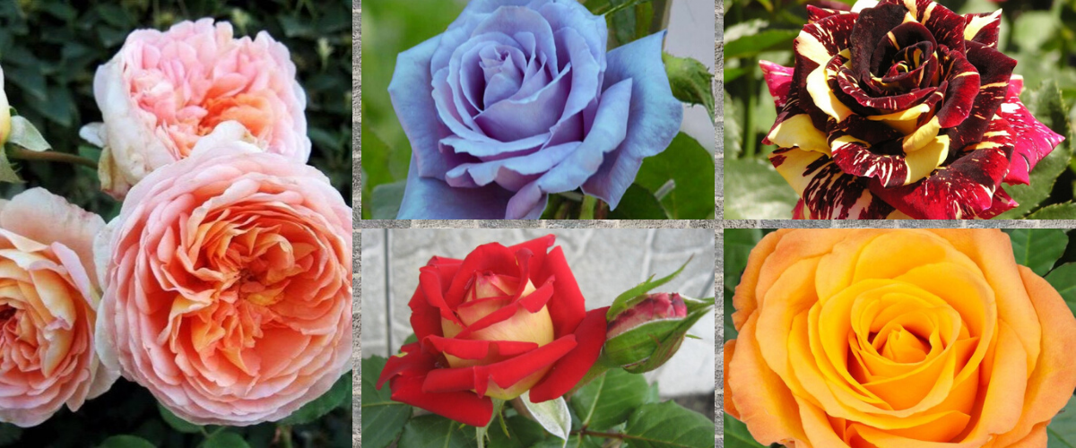 ���� ��� ������ ����. �����-���������, ���������, �������� � ���������.  ����� 1-2020. ���� ����� ���� ��������.