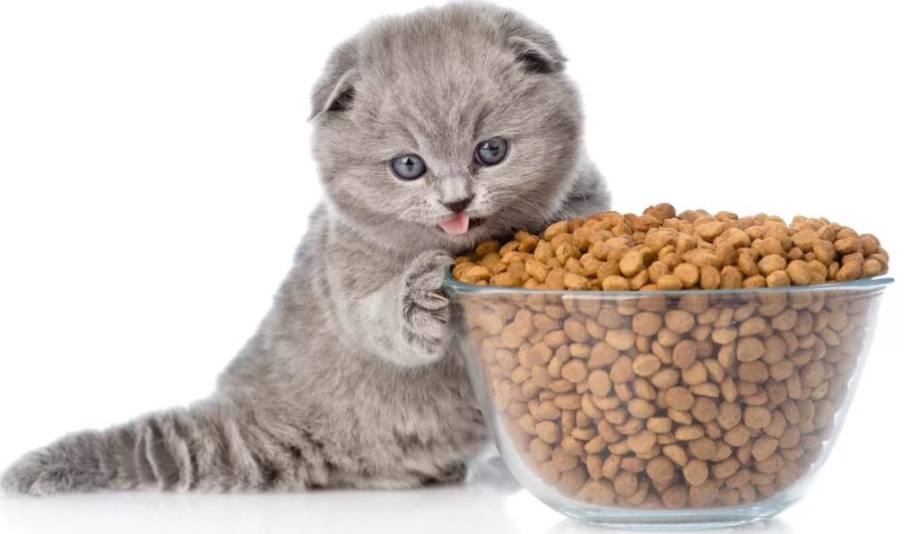 ���� ��� �����. �������� �����������. ������� 13.02.