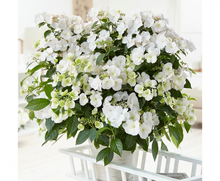 �������! ��������� ������������� Runaway Bride �12