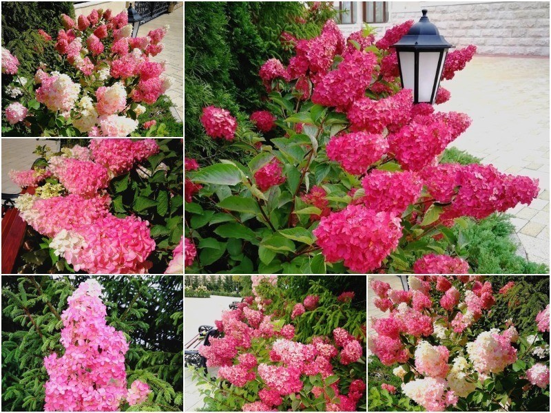 ��������� ����������� Fraise Melba