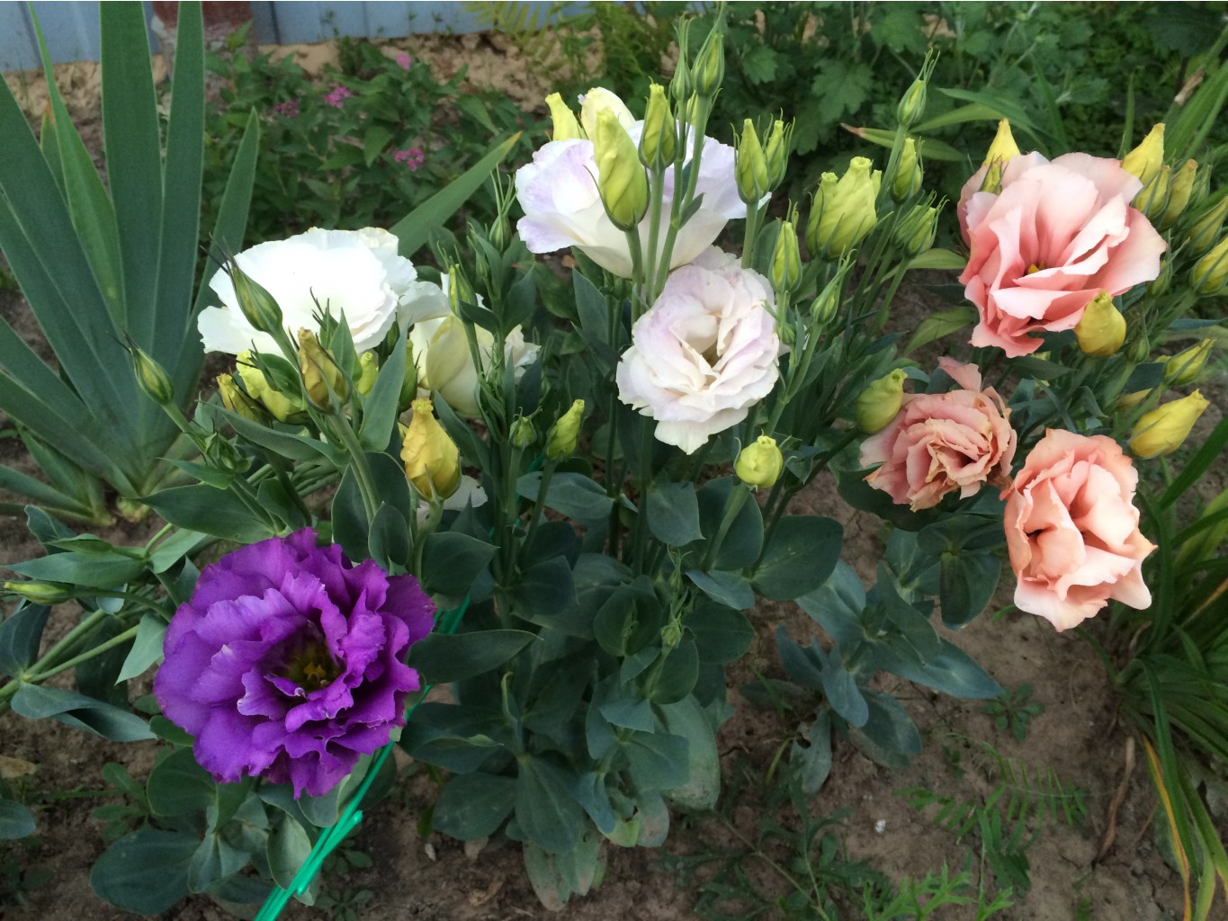 ���� ������� �� 9.02. ���������������� ������ ������, ������, ������������ ����. ����� 4/20