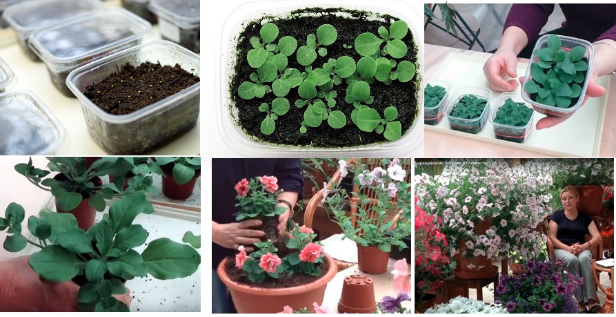 ��� ��������� ������� �� �����? ������-����� �� ������ ���������� ��������� ����������