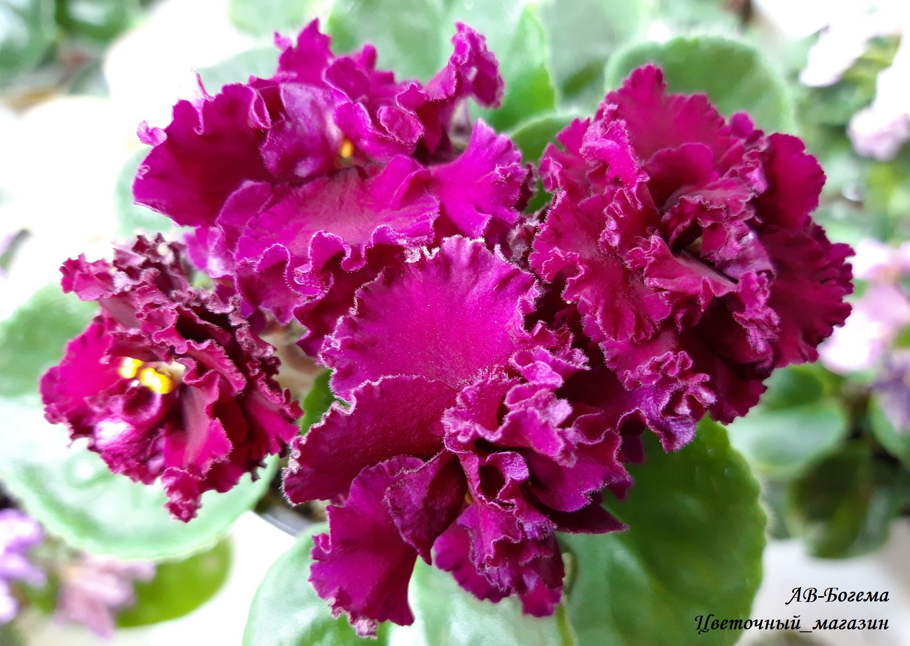 ����� ���� ������� �� ����������� ������ 