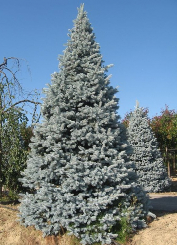 ���� �������. ������� �������� � ������������ ��������, � ��� �� ������� ������ 1.