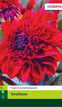 ������ ���� ��� ������������. ��������, ����������, ���� � �� ������. 