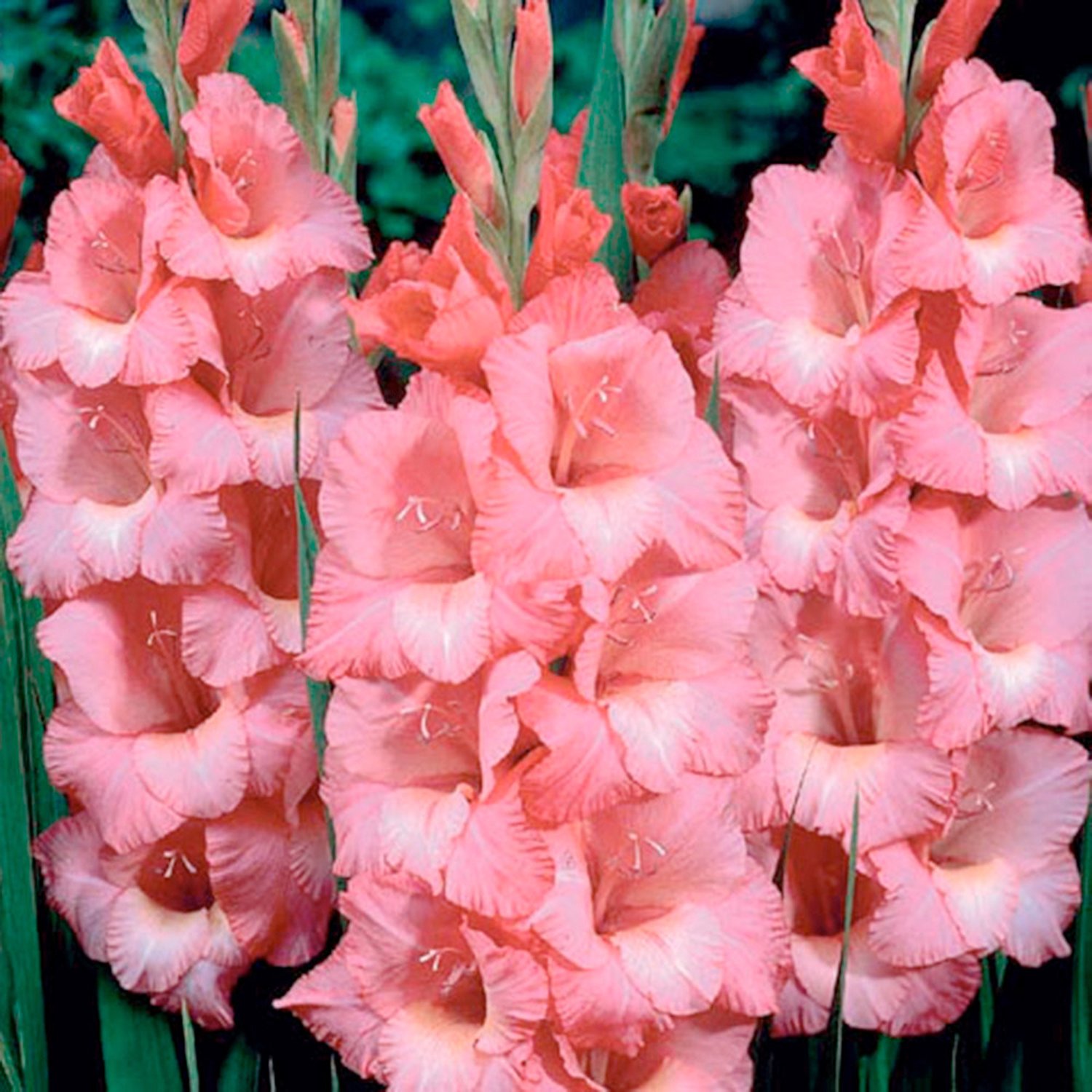 ��������� ������-24.����������, ����������,���������, ���������, �����,����� � ��.����� 2020   