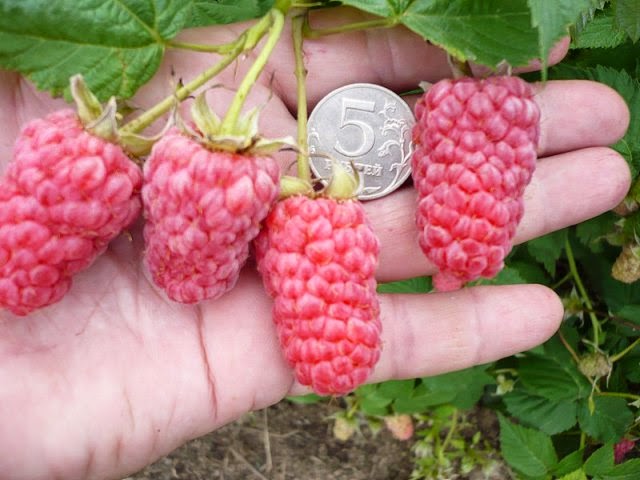 ���� �������. ��� �� �������?! ������� ������, �������, ��������, ������, ���������, �����, ���������, ���������, ��������, ����� � ������ ������! ��������� ������� ����! ����� 9.