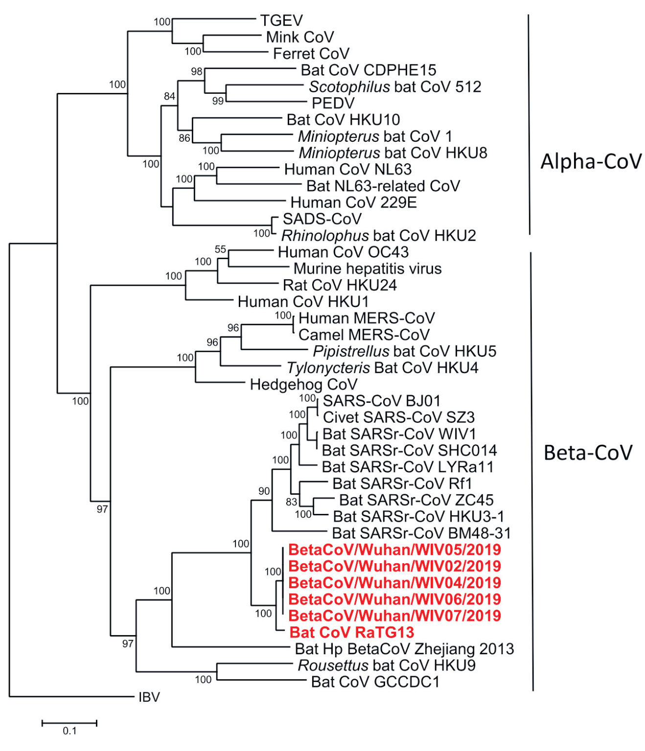 ������� ������� " �������� ��������: ��� ����� ������� �������������� � ������� nCoV" 