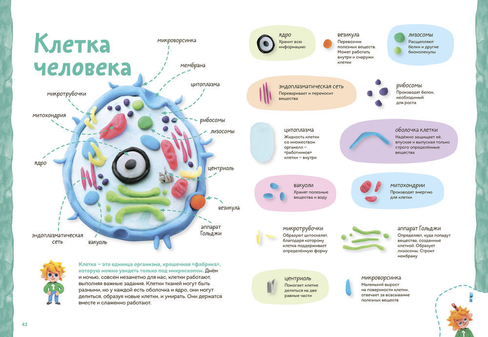 � ���� ������� ����� �� 2 ����� - ��� 1 � 2 ����� ����������� ���������.