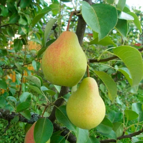 ���� �������. ������� �������� �������� � ����������� �������.