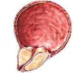 ������ ���������