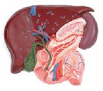 ������ ����������