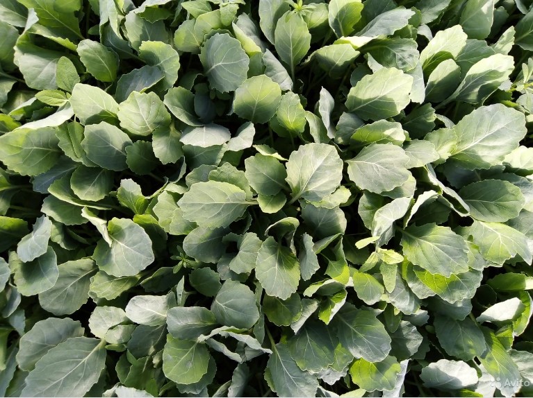 ������� �������, 100 � �� 10 ��, ����� ������