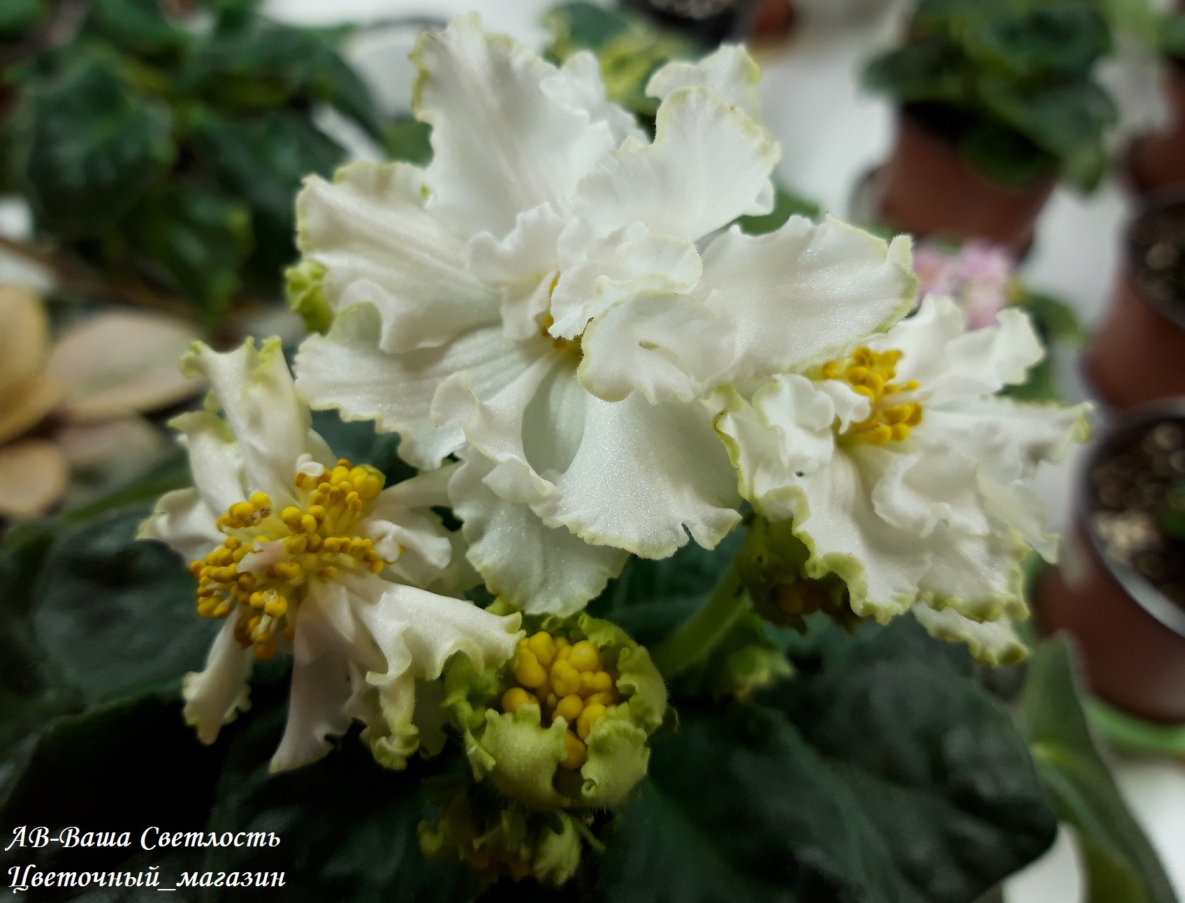 ������� ������� �����!!! ����� ���� ������� �� ����������� ������ � �������������� 