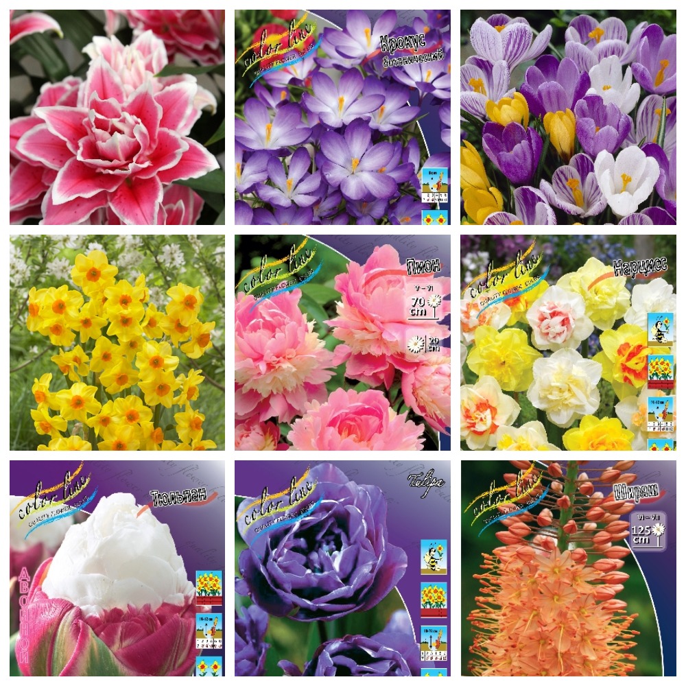 ���� �������. ���������� ��������� ����� 2020. (�� 10 ����).