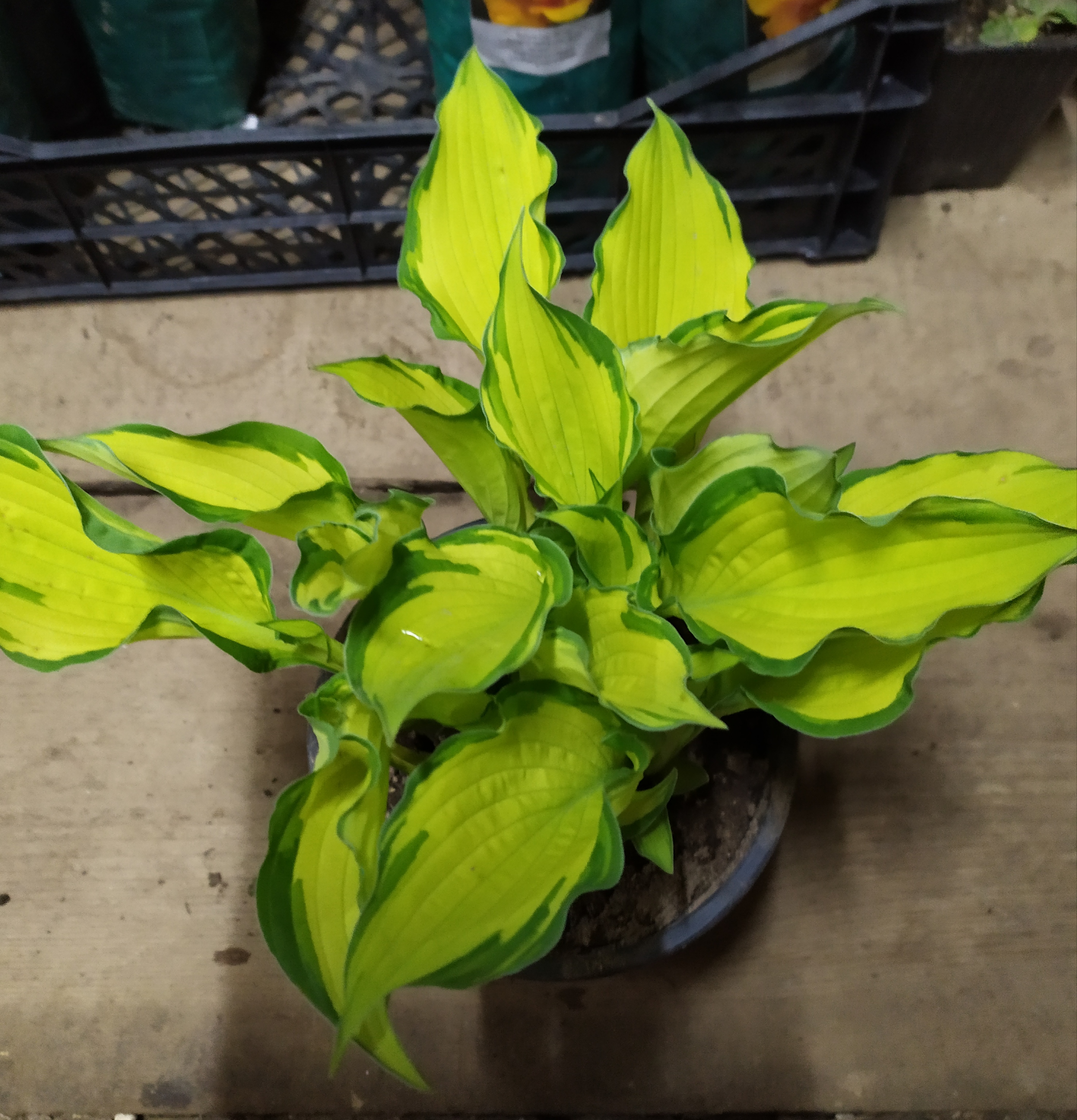 ���� � ������� ������