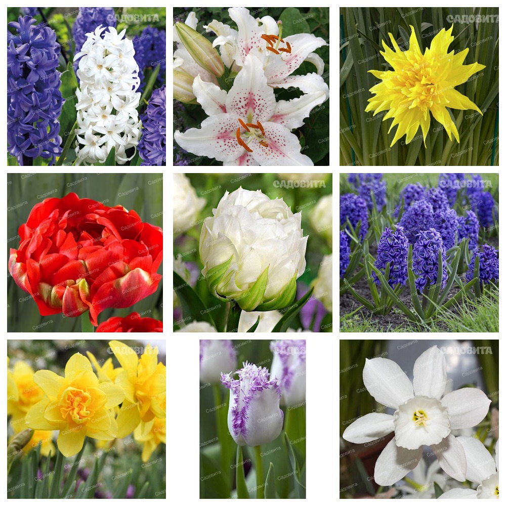 ���� �������. ���������� �������� ����� 2020. (�� 10 ����).