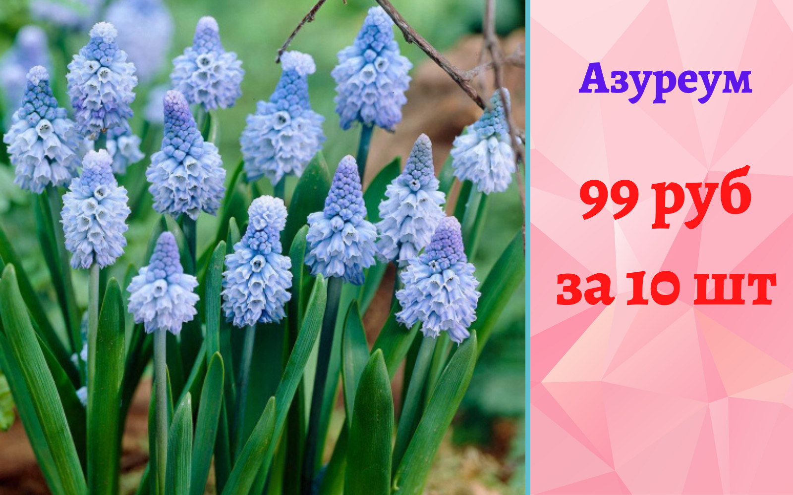 ��������� ������� - 99 ������ �� 10 ��!