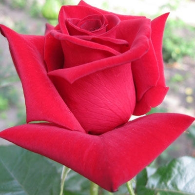 [b]���� ������� �� 3 ����. ���� �����-���������, ���������, ��������, ���������. ������������ ��������, �����. ����� [/b]