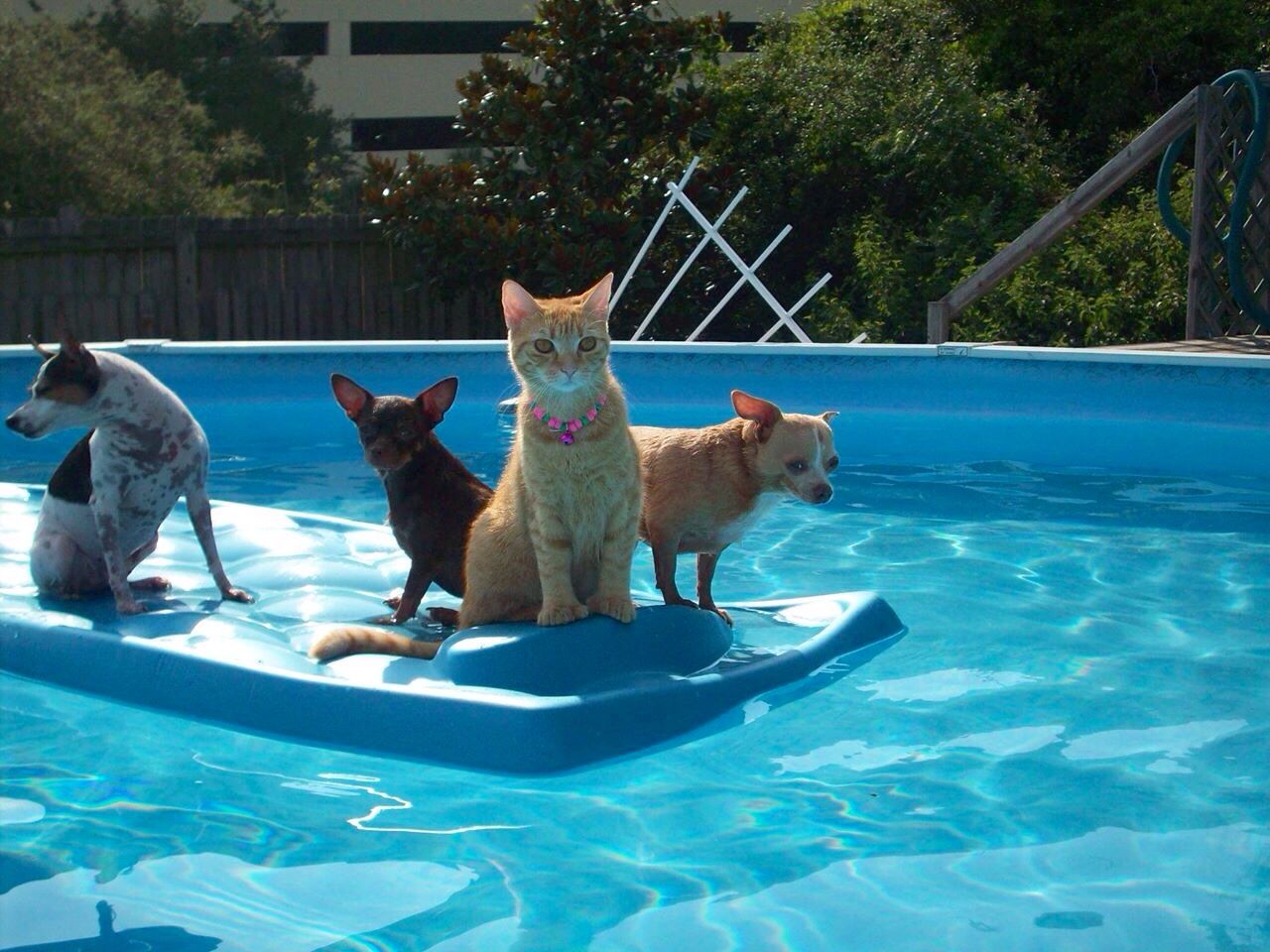 ���� �������. ���� � �������! ����� -50! Intex -�������� �������� � ���������. �������� �����. �������. �����. ����������� ��. 1 ����� 2020