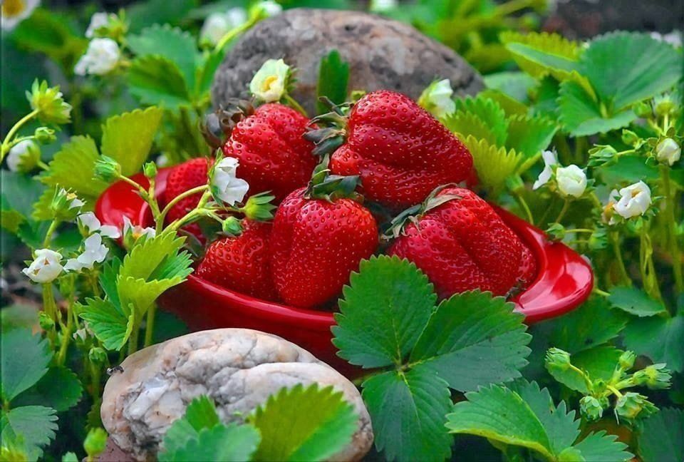 ������� ��������