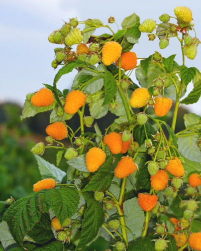 ���� �������. �������� � ������������ ����������, ����� � ����� �� �������� (�� 09.07)