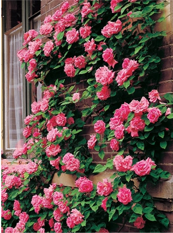 ���� �������. �������� �������.�������� ����������������.��������� �� ����� 2021� ����� 9