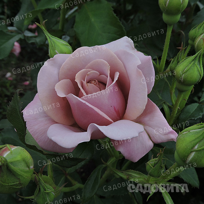 ���� ������� �� 23.07. ���� �������� 6.