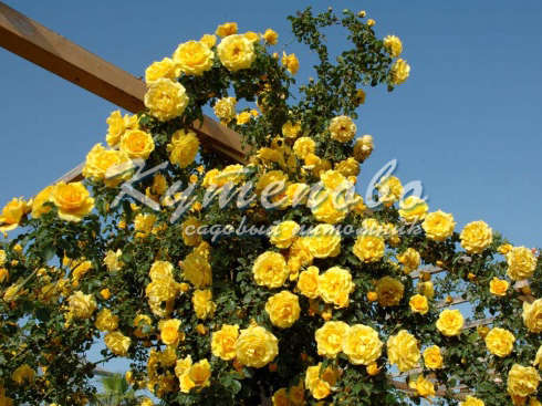 	���� �� 2/08 . ������� �������� ��**��**��**��. ����� 2020�. ������������ � ������� ��������. ������� ��� . ������� ��������, ���������. �������� �������� 2-�, 3-� �����. ���. � 22