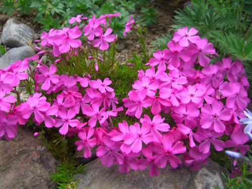 ���� �������. ������������ �������� � ������� ��������� Gardenia, ��������� ��� ������ ����. ����� 10