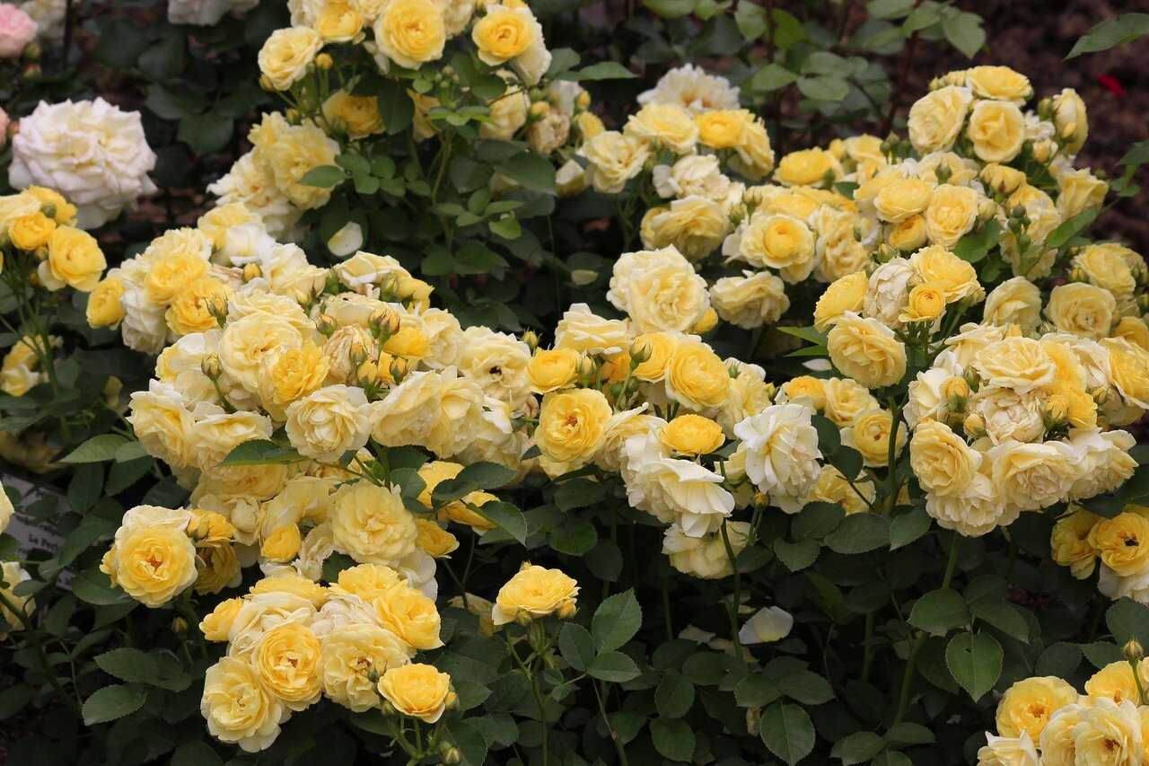 ��������. ������� � ���. ������� - ��������!)