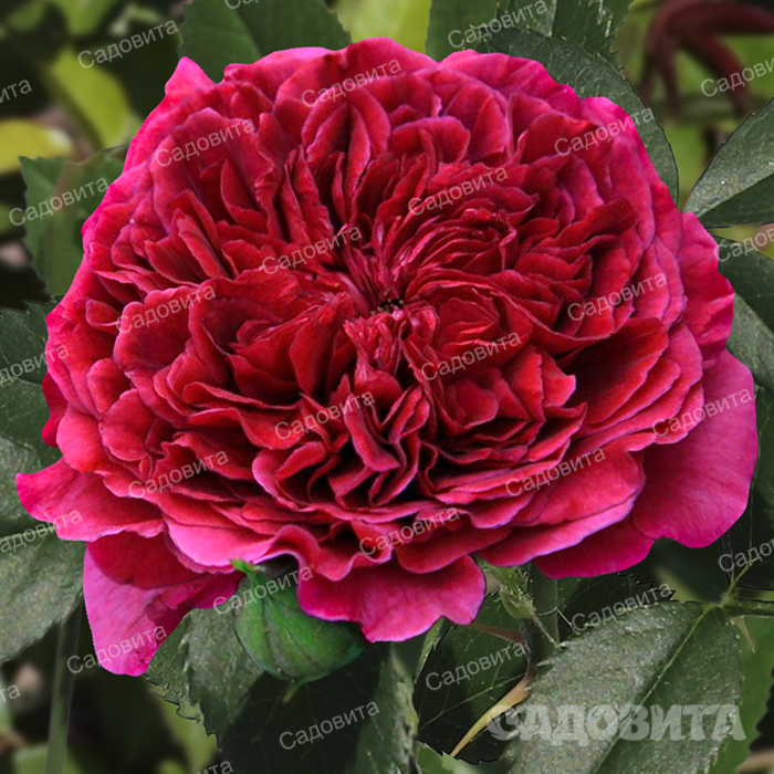 ���� �������. ���� – ����� ������� ������! �����-���������, ���������, ����������, �����, ����� � ������ ������. ����� 350 ������. ���� 160 ��� �� �����. �� ��������, ��������� �� ����� 2021 ����. ����� 01/2020