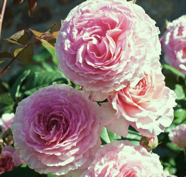 ���� �� 16.09. ���������� ���� ��� �� �������� ����� �� 145 ������. 213 ������, �������� ���������� �������. ��������� �� ����� 2021 ����