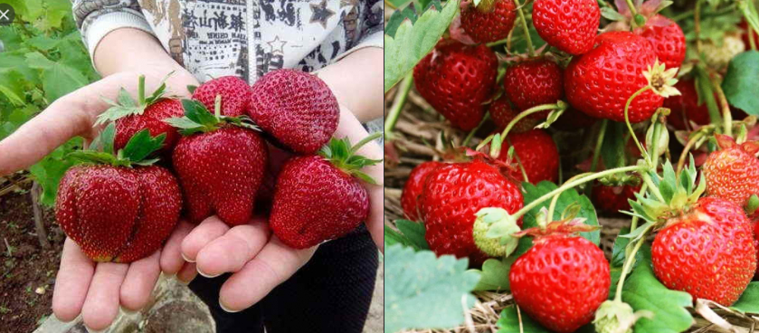 � �������� ���� 8 �������� �� 3 ������� �������� �������+ ��������� ����, ���� �� 3�� 81+18%