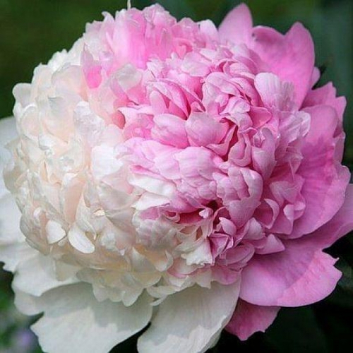 ������-�������. ����� ��� � ��� �� ������! ������ ����� ������ �� ���������! ��������� �� �������.