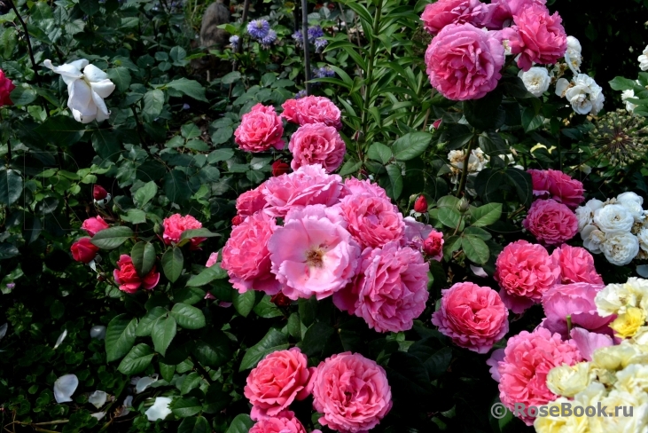  ���� �������. ���� ����������, ����������, ����� ��������� � ��������������! ������� ���,��������������� �� ����� ������������ � ���������� ������������� �����! ��� � �������, ������� 9 �������!