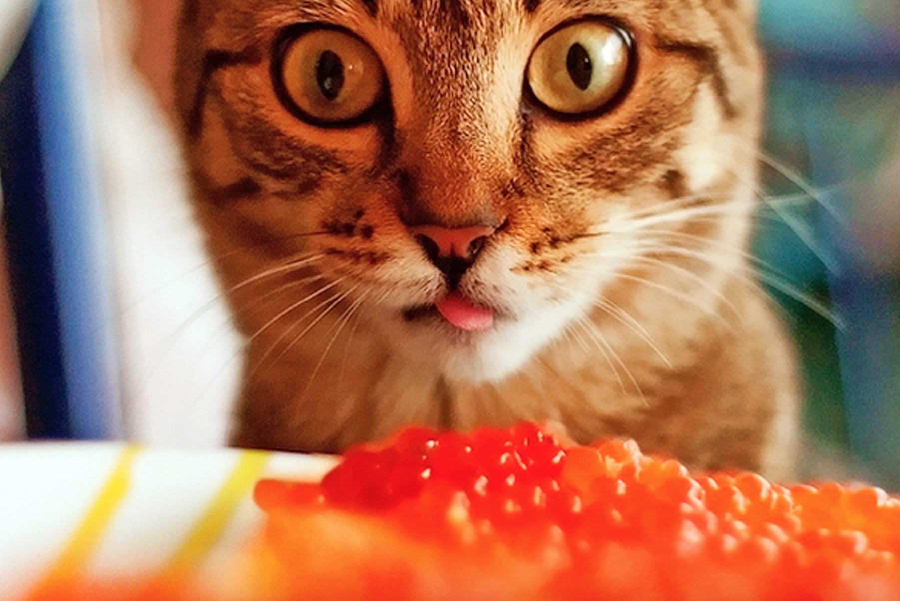 [b]���� �� 08.10 ���� ���� 800�/200��, ������� 750�/200��. ����.������, ������, �����, ������, ������ � ���������, ��������, ��������, � ��. ������� 13 ��