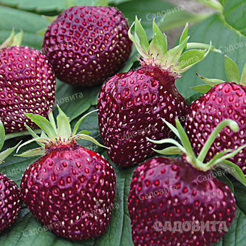 ���� �������. ������������� �������� ��������� 19 ��� (�� �����).