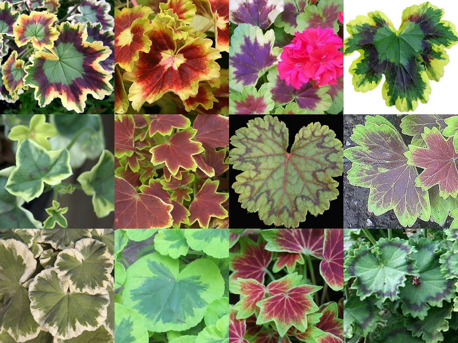 ���� ������� �� 15.11. ������������ ���������� - ���������, �����������, ���������, ��������, � ������� �������. �������� �����. ��������� �� ������ 2021