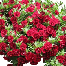 ���� ������� �� 18 ������. ������������ �������, ������, ���������� �����������, ����������, ������������, �������, ���������� � ������ ������ ��������. ��������� �� ����� 2021 ����